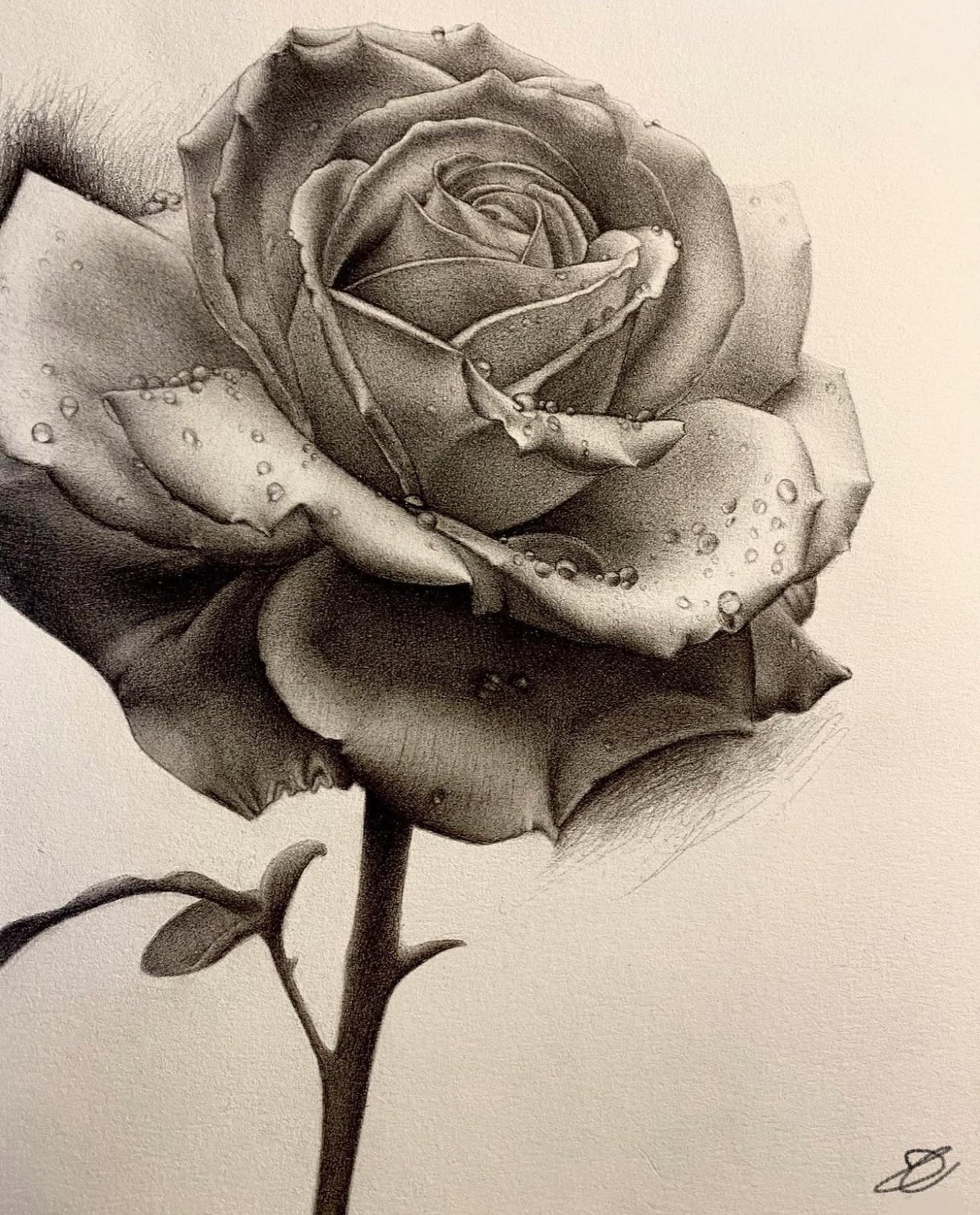Rosa rossa