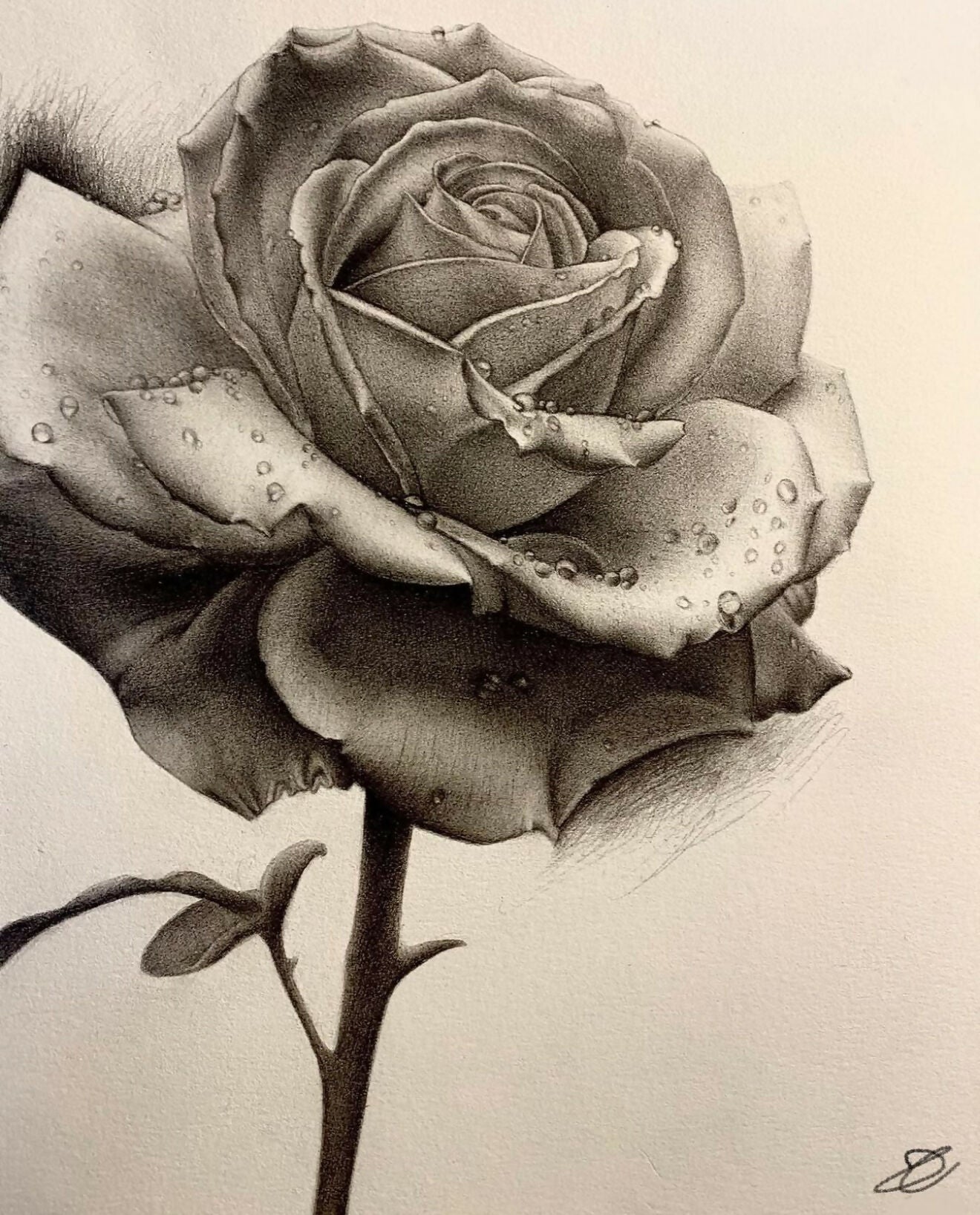 RED ROSE