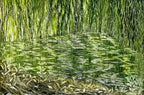 Abbraccio verde